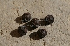 PEPE - PIPER NIGRUM, 5 SEMI