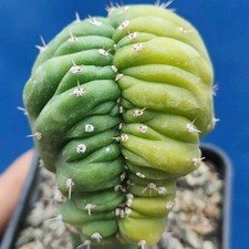 Tri cho Cereus Pach anoi