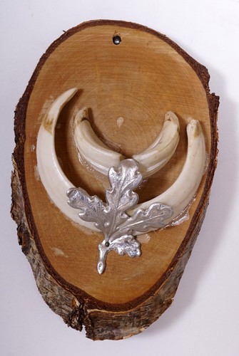 Bellissimi trofeo denti - bellissimi, di