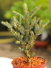 Abete coreano Abies koreana