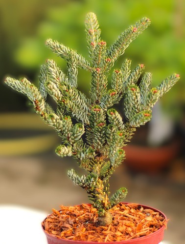 Abete coreano abies koreana - coreano,