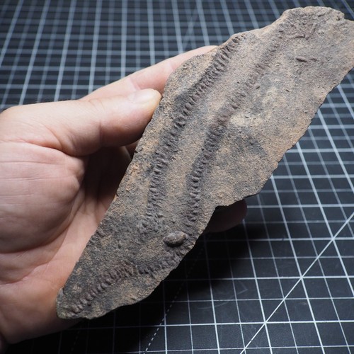 Trilobite trace fossil - trilobite,