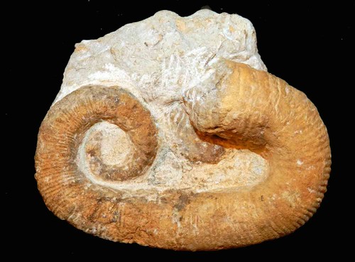 Ancyloceras ammonite fossile - ancyloceras,