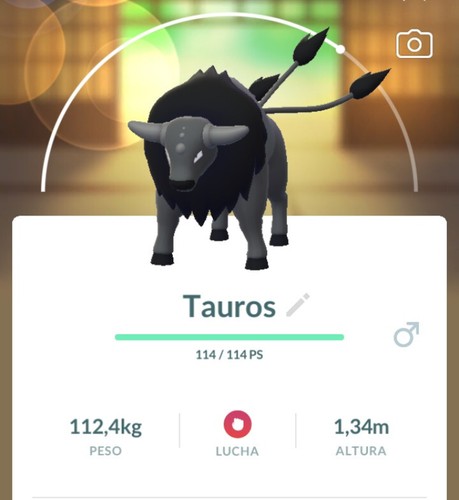 Pokemon tauros paldea - tauros,