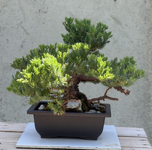 Bonsai ginepro - bonsai,