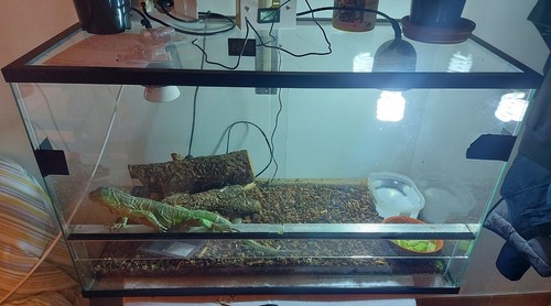 Teca per terrario - teca,