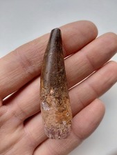 Dente di Spinosauro 6,2 cm -