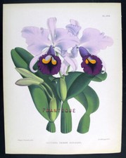 1881, J.N. FITCH FINE LITHO CON ANTICHI ACQUERELLI ORIGINALI SU ORCHIDEE WMD