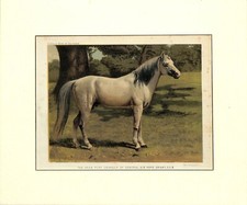 CAVALLO THE ARAB PONY