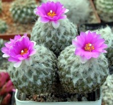 Pelecyphora strobiliformis