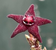 1X Talea senza Radici Orbea