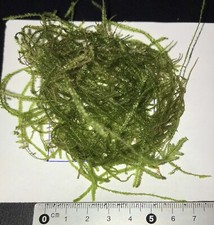 Muschio di Java 5x5 cm ABBONDANTE come in foto - ITA Piante vive acquario dolce