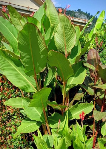 Pianta canna musaefolia - canna,