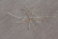 TILLANDSIA JUNCEA, 10 SEMI