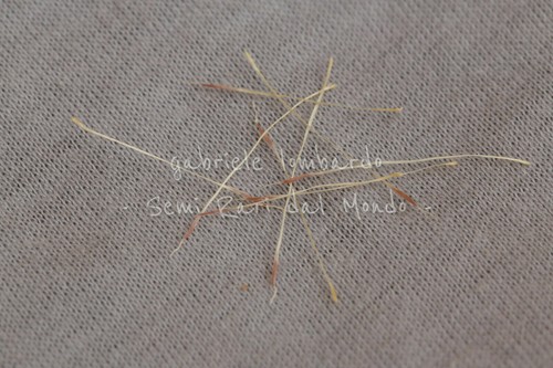 Tillandsia juncea semi - tillandsia,