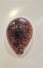 CYPREA TIGRIS RED     RARE