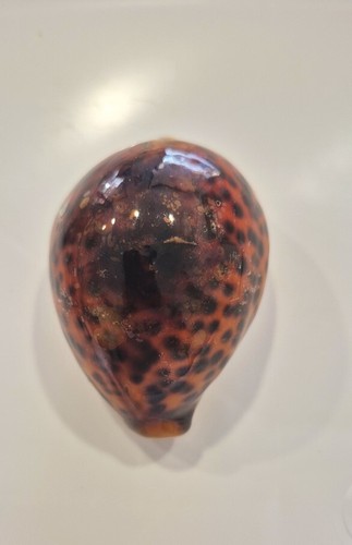 Cyprea tigris red rare - red,