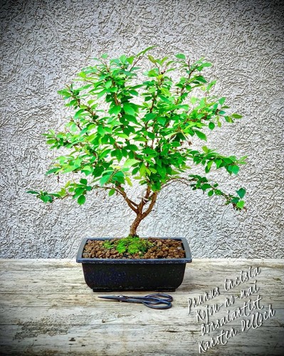Prunus incisia kojou mai - incisia, "kojou-no-mai"