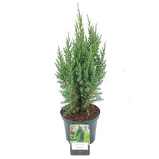 Ginepro cinese "Juniperus