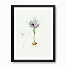 Crocus Sativus, Pierre Joseph