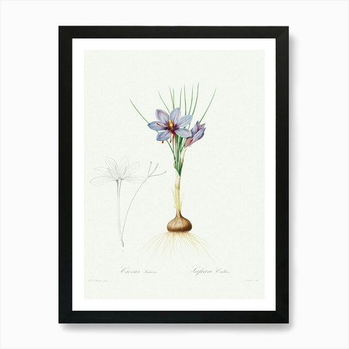 Crocus sativus pierre - sativus,, joseph