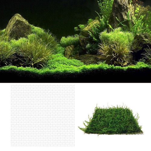 Pianta natale viva - di,