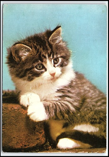 Carino tabby gattino cartolina