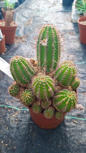 Lobivia coquimbana succulente - lobivia,