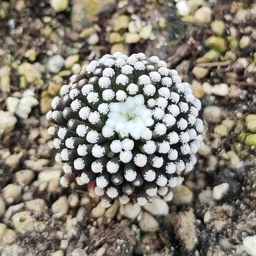 Mammillaria luethyi