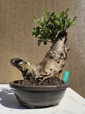 Old Fruiting Olive Bonsai