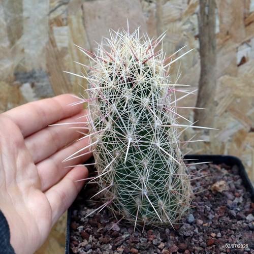 Thelocactus bicolor vaso cm - vaso,