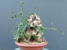 Bonsai Olivastro 42x35m In