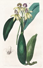 Epidendrum lancifolium messico - epidendrum,