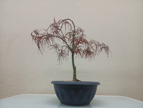 Bonsai acero giapponese - bonsai,