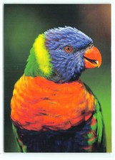 1 cartolina tutti i colori