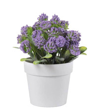 Pianta con vaso - ,