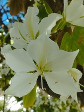 Bauhinia Flores