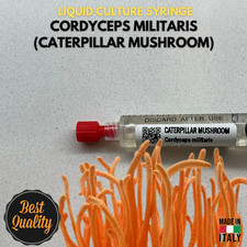 Cultura Liquida Cordyceps
