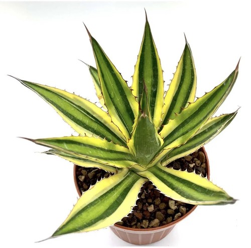Agave lophanta quadricolor - agave,
