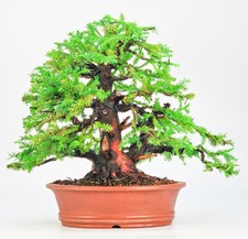 Bonsai di Abete falciforme
