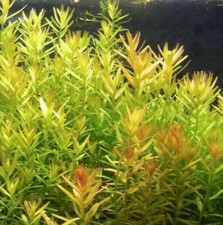 pianta piante acquario vive