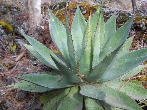 Semi aloe obscura - di, "