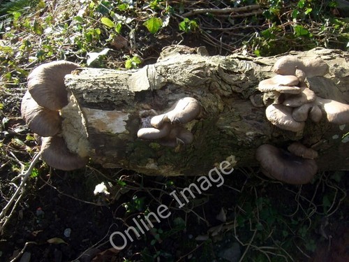 Photo 6x4 oysters the - 6x4,