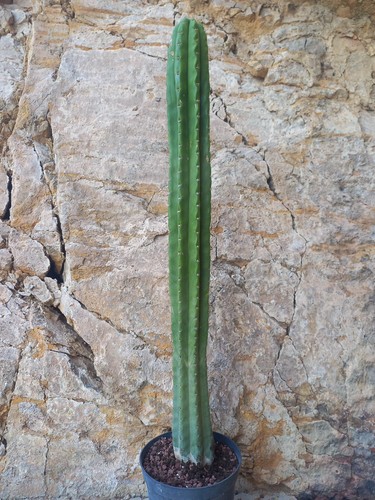 Ornamental cacti 8 cm - ornamental,