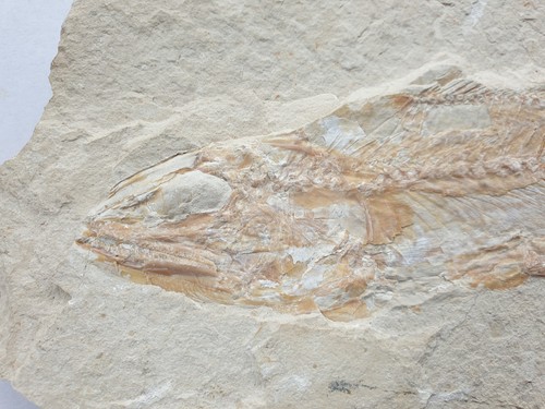 Halec pesce raro - pesce, cm