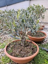 Pre-bonsai olivo