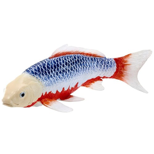 Koi carpa asagi blu rosso - koi,