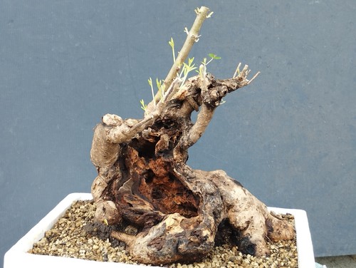 Bonsai olivastro 30x30cm - bonsai,