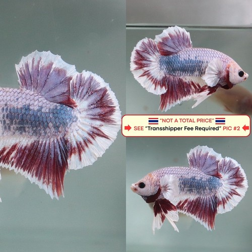 Live betta fish - live,