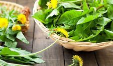 1.000 graines Graines de